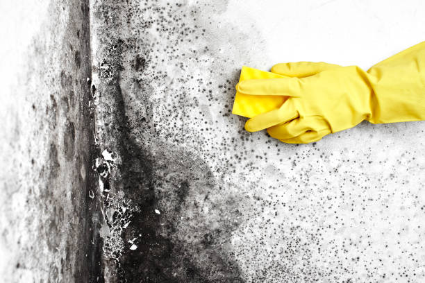 Best Commercial Mold Removal  in Rossville, MD