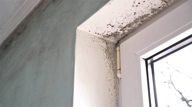 Best Crawl Space Mold Removal  in Rossville, MD