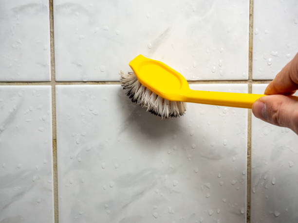 Rossville, MD Mold Removal Company