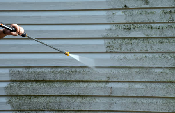 Best Black Mold Removal  in Rossville, MD