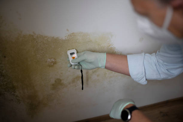 Best Affordable Mold Removal  in Rossville, MD
