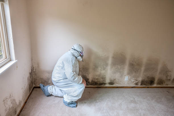 Best Professional Mold Removal  in Rossville, MD