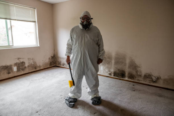 Trusted Rossville, MD Mold Removal Experts