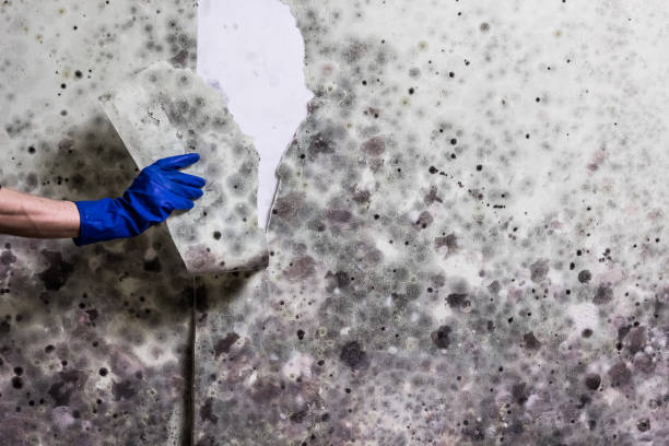 Best Mold Removal Near Me  in Rossville, MD