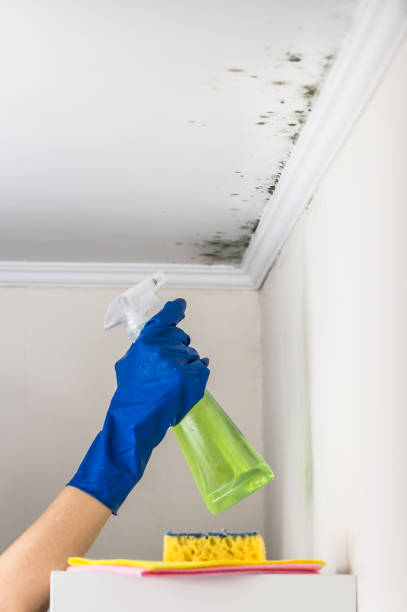Best Mold Removal Company Near Me  in Rossville, MD
